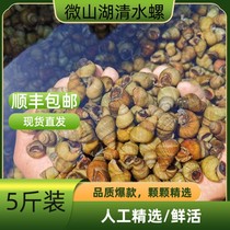 Shunfeng spot Micro Mounhin Lake Clean Water field Snail Live Body Wrap Live Fresh snail No sand