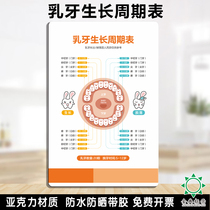 Acrylic oral dental clinic number deciduous tooth growth cycle chart hospital wall system poster customization