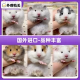 Хомяки были вакцинированы, чтобы отправить клетку золотого шелкового медведя, живой карликовый карликовый карликовый