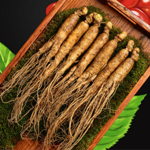 【长白山特产】新鲜现挖正宗野人参