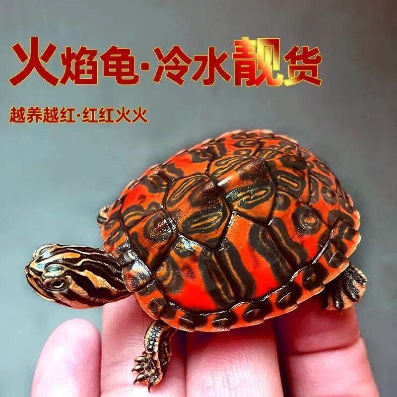 🔥观赏与混养的最佳选择:深水火焰龟龟宠物黄耳龟冷水🌟-龟-淘宝好物网