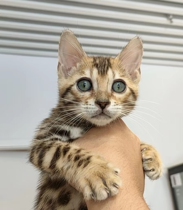 bengal cat