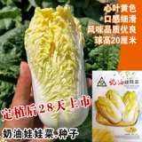 Семена кремовой детской капусты желто-сердце Семена детская капуста семена капусты весной и осенними овощами саженцы на балконе