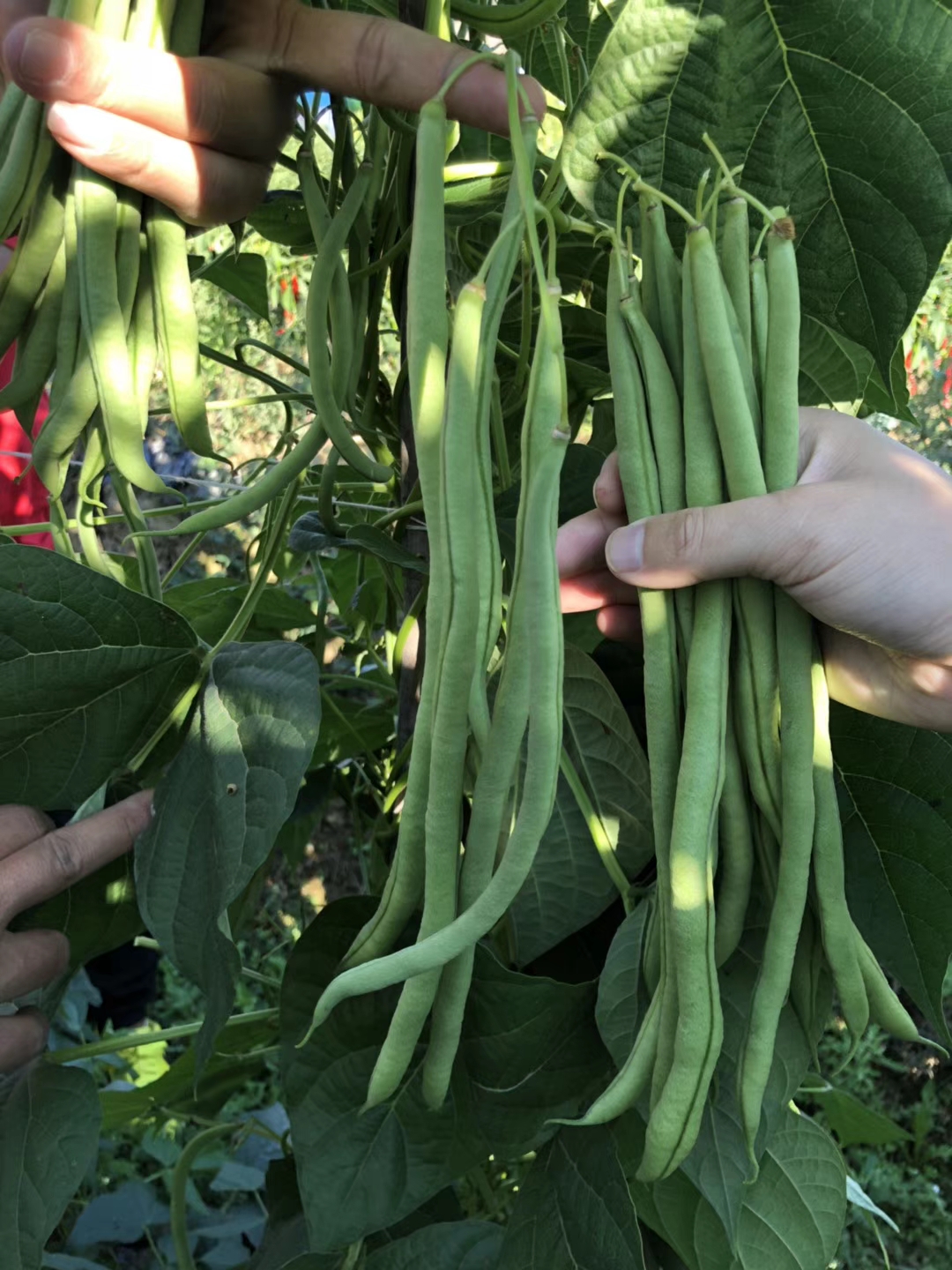 白芸豆图片大全大图,白芸豆和白扁豆的图片,白芸豆图片_大山谷图库