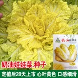 Семена кремовой детской капусты желто-сердце Семена детская капуста семена капусты весной и осенними овощами саженцы на балконе