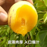 Семена фруктов с женьшенным фруктами Семена фруктов с женьшим