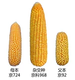 Jingke 968 Высокие семена кукурузы Daquan DWARF Двойные стержни, засухи, устойчивость к наводнениям, болезнь, анти -сельскохозяйственные науки, национальные науки, национальные исследования
