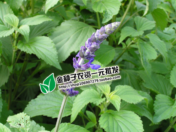 薄荷种子薄荷籽香草种子荆芥种子猫草种子蔬菜种子批发菜种菜籽 阿里巴巴