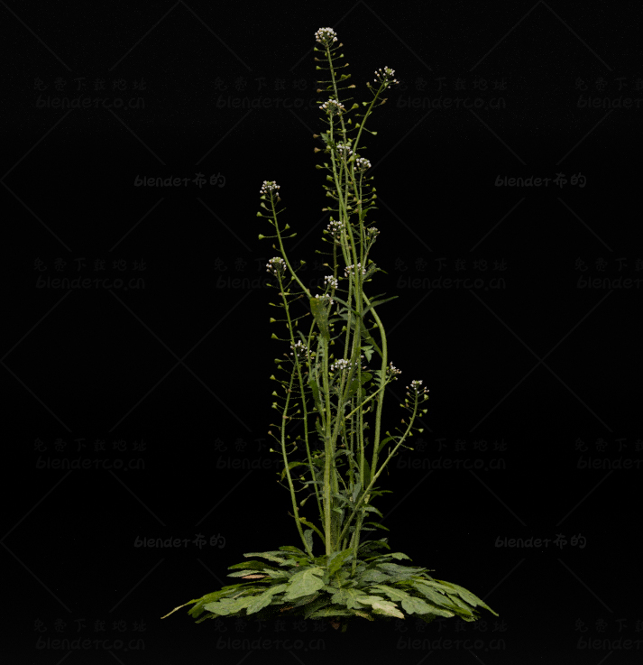 blender写实植物花草模型blender布的16