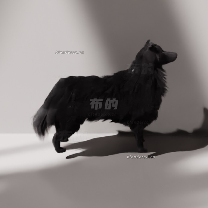 65-喜乐蒂牧羊犬宠物.jpg