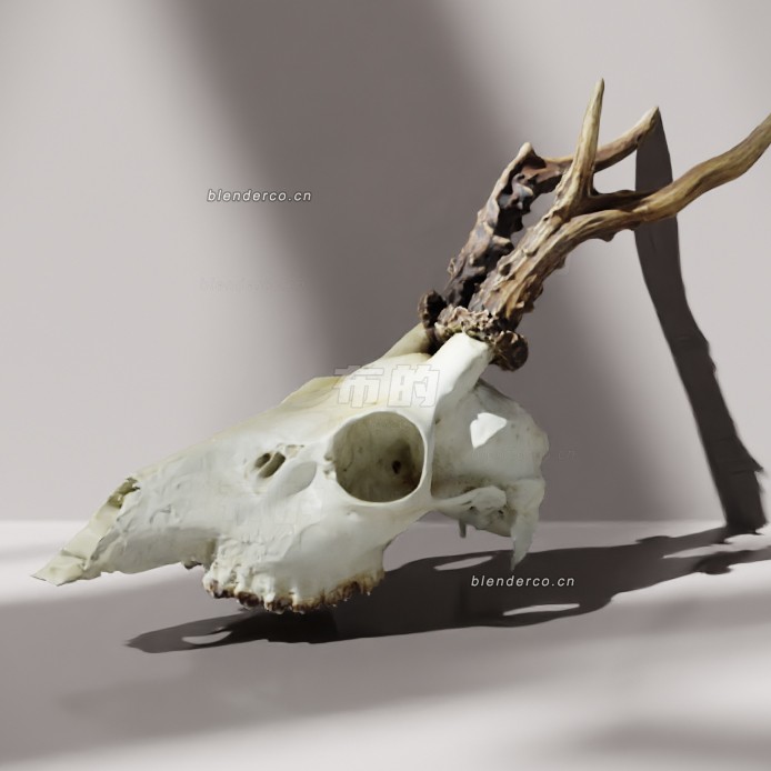 blender带鹿角的鹿头骨模型_blender布的106