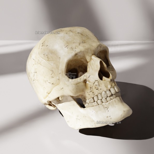 blender头骨模型_blender布的06