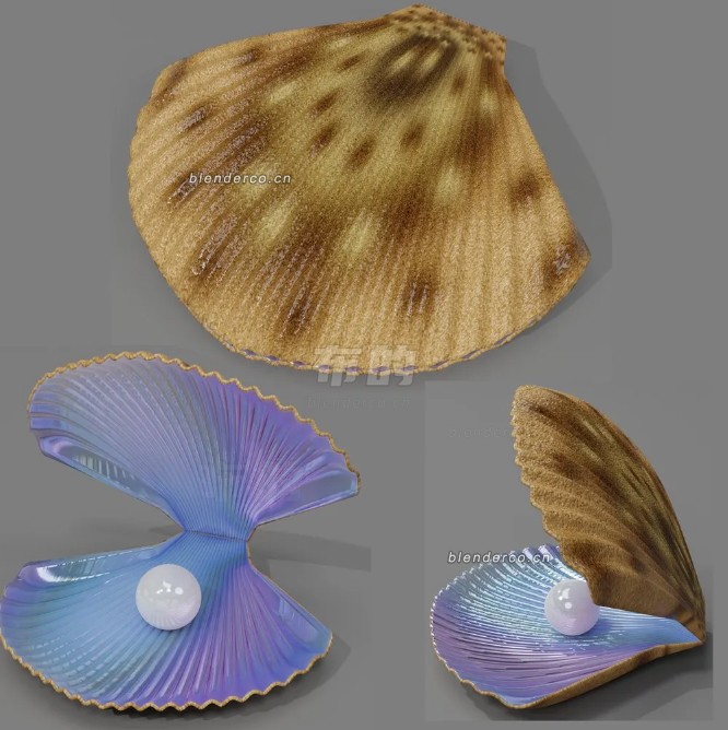 blender带珍珠的海贝模型_blender布的18