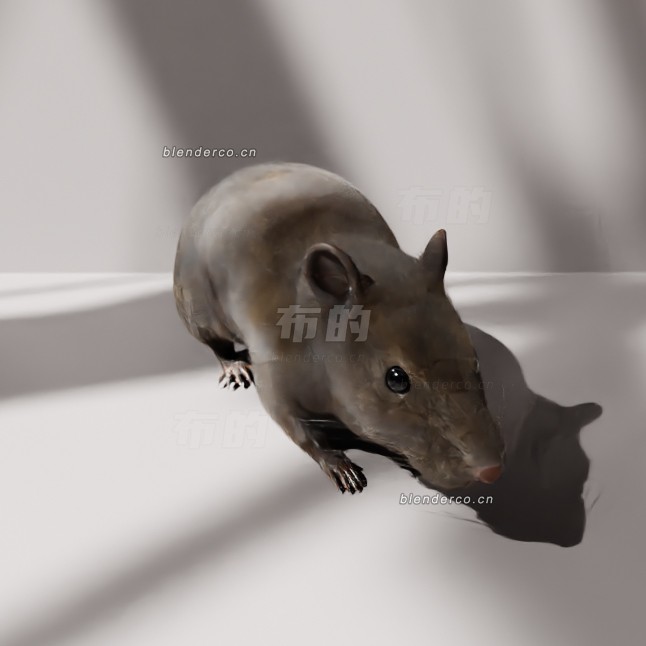 blender老鼠模型_blender布的200