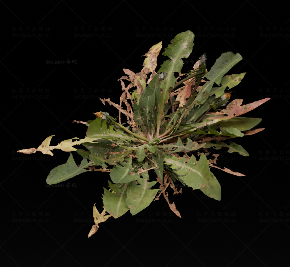 blender写实植物野草模型blender布的55