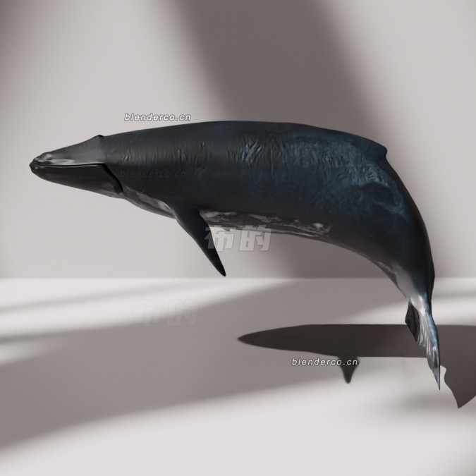 blender座头鲸模型_blender布的69