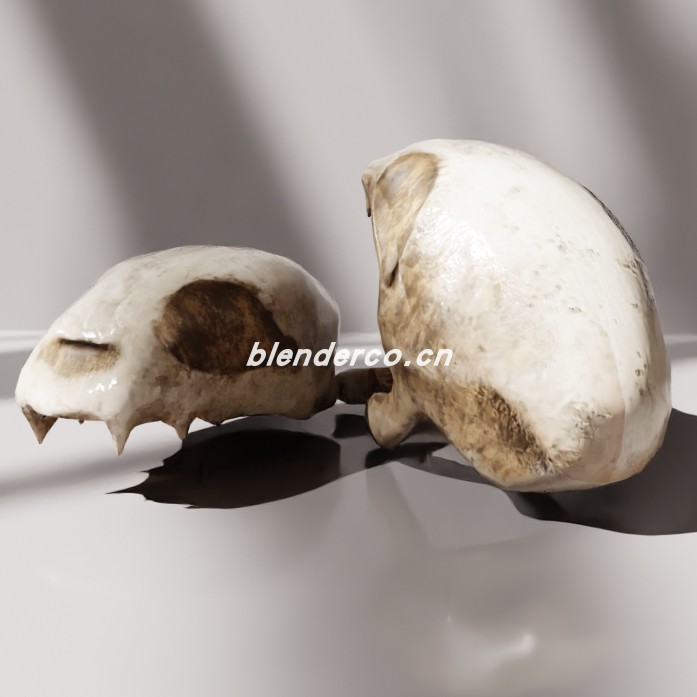 blender骷髅骨头模型_blender布的172