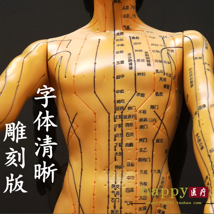 人体模型按摩推拿模型头部模型耳部按摩模型人体穴位模型字体清晰