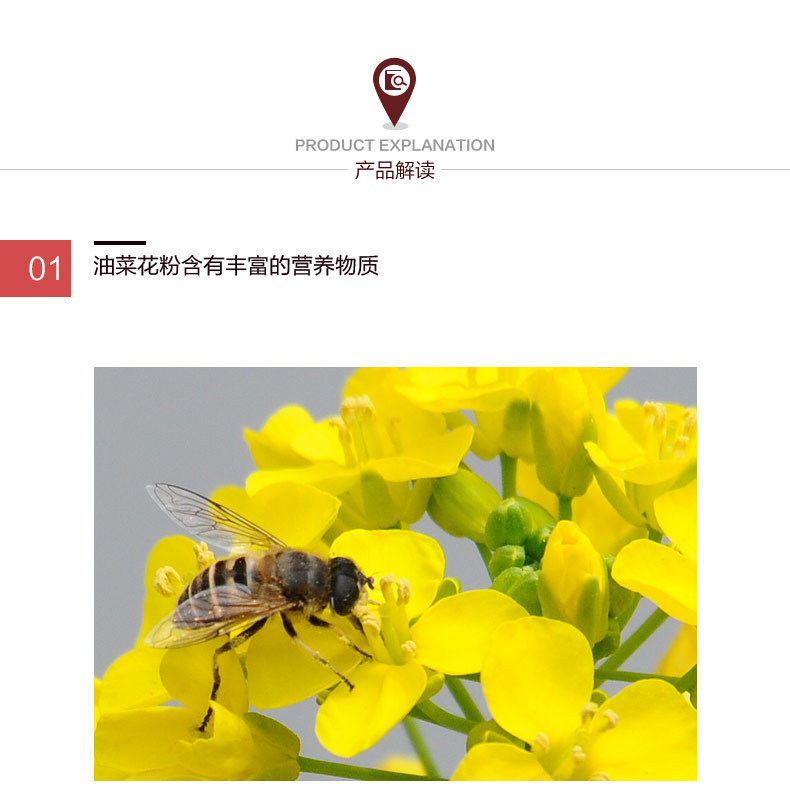 油菜花粉_13