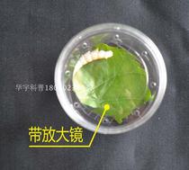 Insect bottle observation bottle breathable feeding box with magnifying glass insect collection bottle insect breeding tube insect box can be invoiced