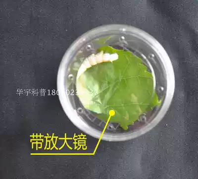 Insect bottle observation bottle breathable feeding box insect collection bottle with magnifying glass Insect tube insect box can be invoiced