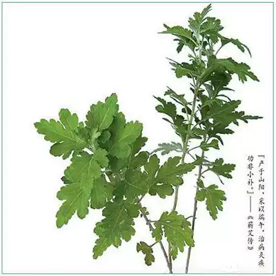 50 grams of bulk Changbai Mountain wild mugwort Wormwood Wormwood Hanfang foot baby bath