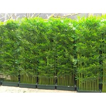 Emulation eco-friendly coated decoration Bamboo hotel Living room Decorative Fake Bamboo Partition Screen Manufacturer Direct Green Hairy Bamboo