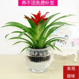 Hongyun Dangtou Внутренний горшечный цветы, маленькая красная звезда, вода, зеленые растения, хорошо для поднятия цветов и очистки воздуха, ананаса