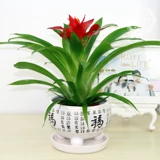 Hongyun Dangtou Внутренний горшечный цветы, маленькая красная звезда, вода, зеленые растения, хорошо для поднятия цветов и очистки воздуха, ананаса