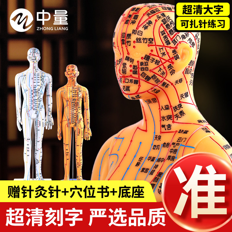 2025新版人体针灸模型经络中医全身十二铜人模特可扎针练习小皮人