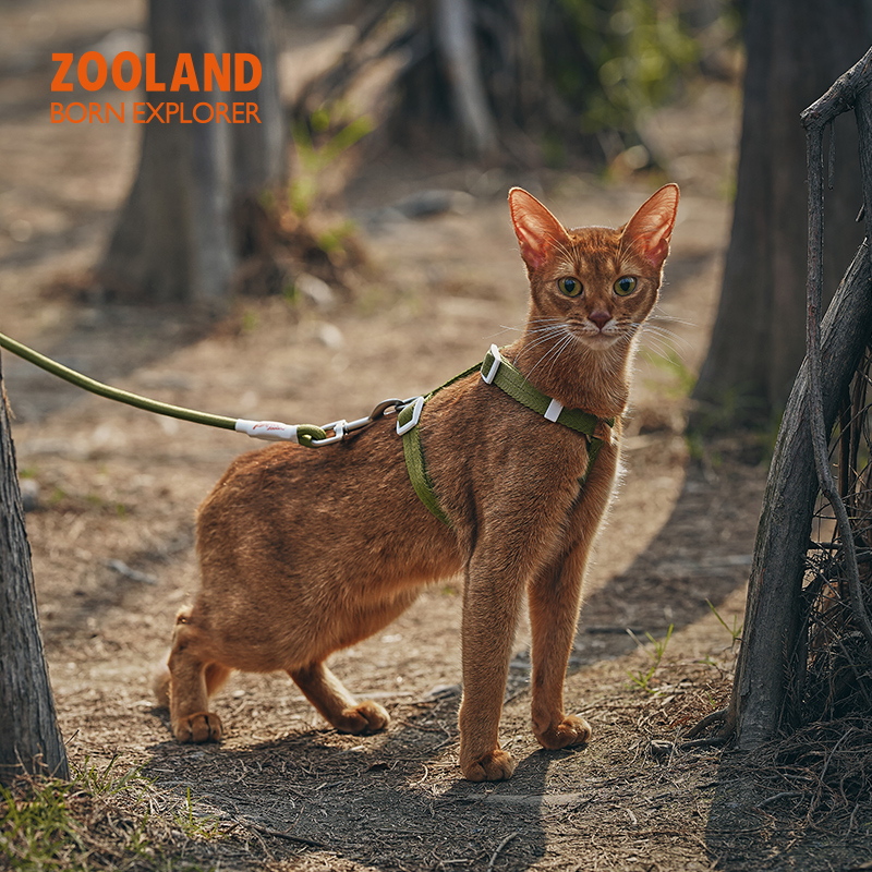 可调节猫咪牵引绳：遛猫神器，轻松搞定猫咪外出难题！