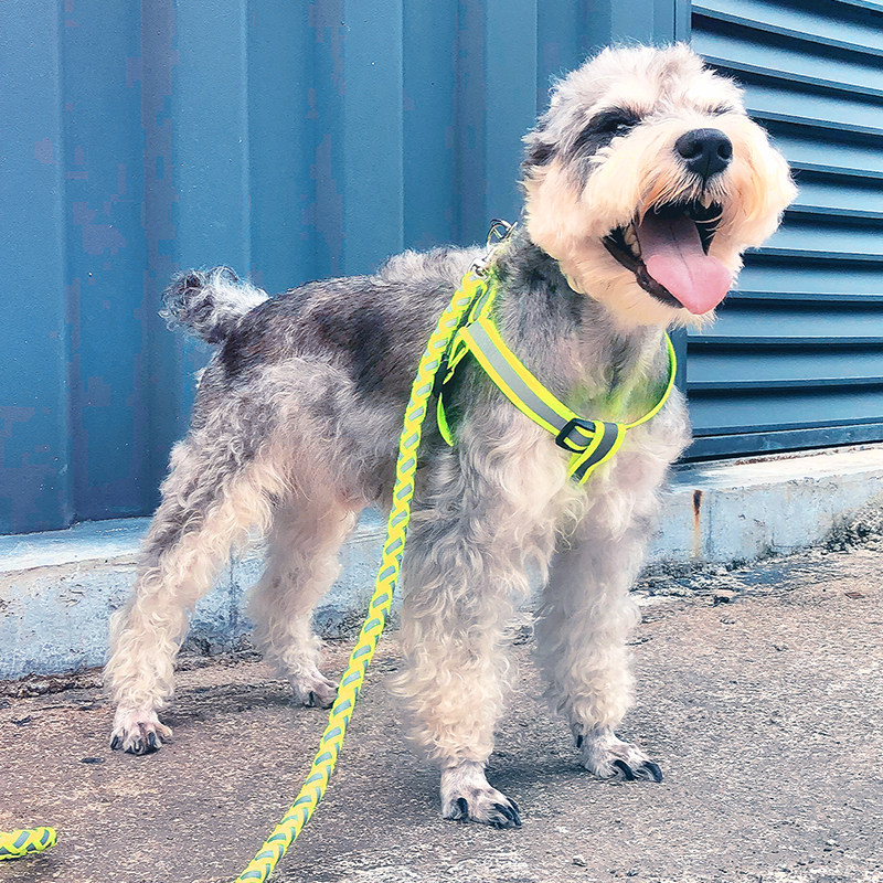 Reflective put lost dog teddy leash summer chest hold baby bag braided small and medium-sized dog than bear dog rope vest