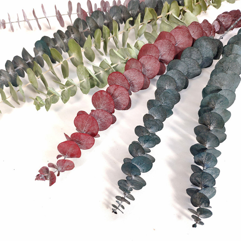 Eucalyptus leaf dry flower immortal flower ins net red natural real flower home decoration diy flower arrangement flower material living room decoration
