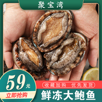 Fresh abalone fresh live big oversized Abalone Frozen big Abalone Fresh Abalone Seafood aquatic products