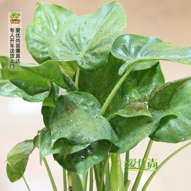 ������ˮ���ˮ��������00041