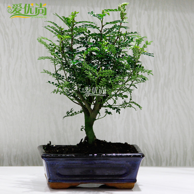 ����������ľɢ����ζ���澻������С����s032