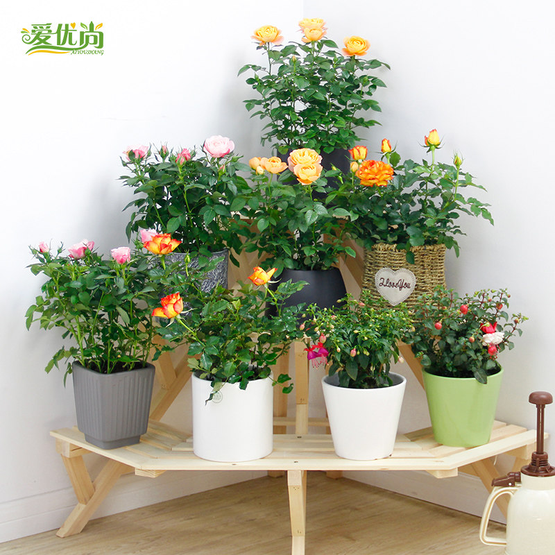 ����������ԭʵľ���ζ�㻨��