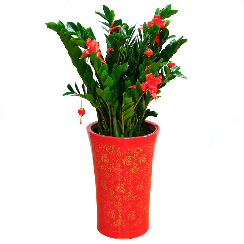 �����н�Ǯ������235