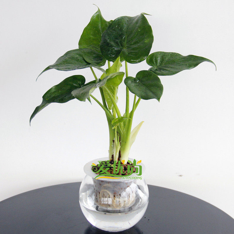 ������С�辰