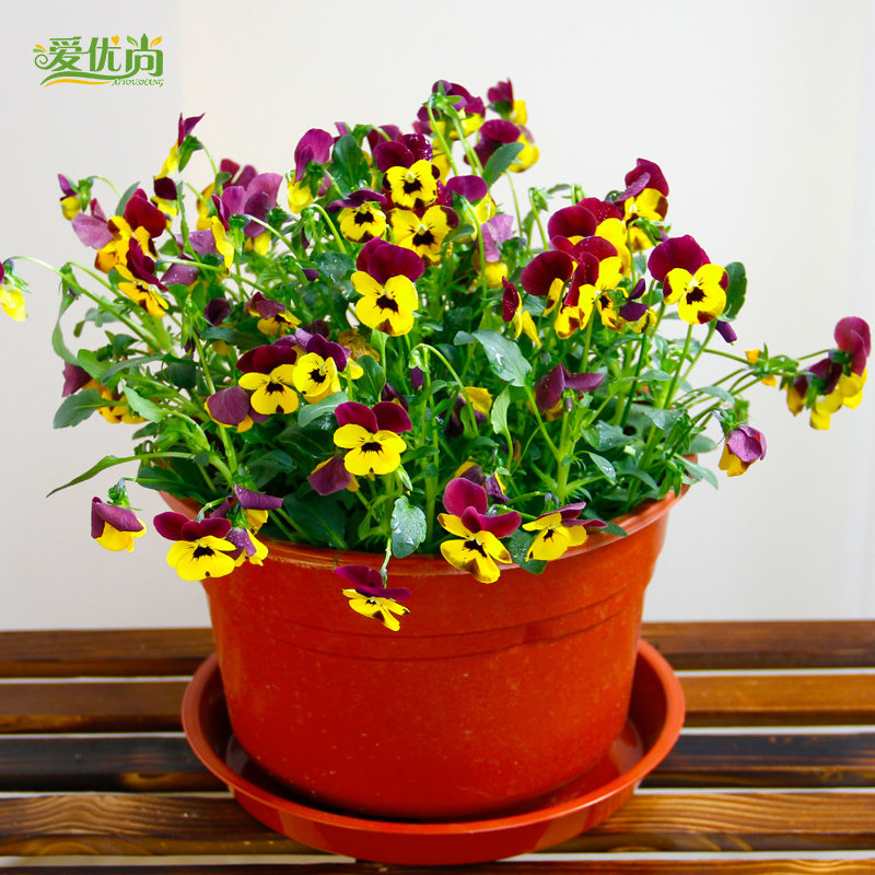 ��������ɫ��������ɫ��