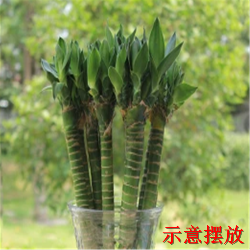 龙竹怎么养,散尾竹怎么养,凤尾竹养护_大山谷图库