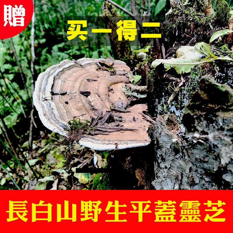 Changbai Mountain wild flat cover Ganoderma lucidum green zhi tongue natural pruning dry goods 250g non-500g new