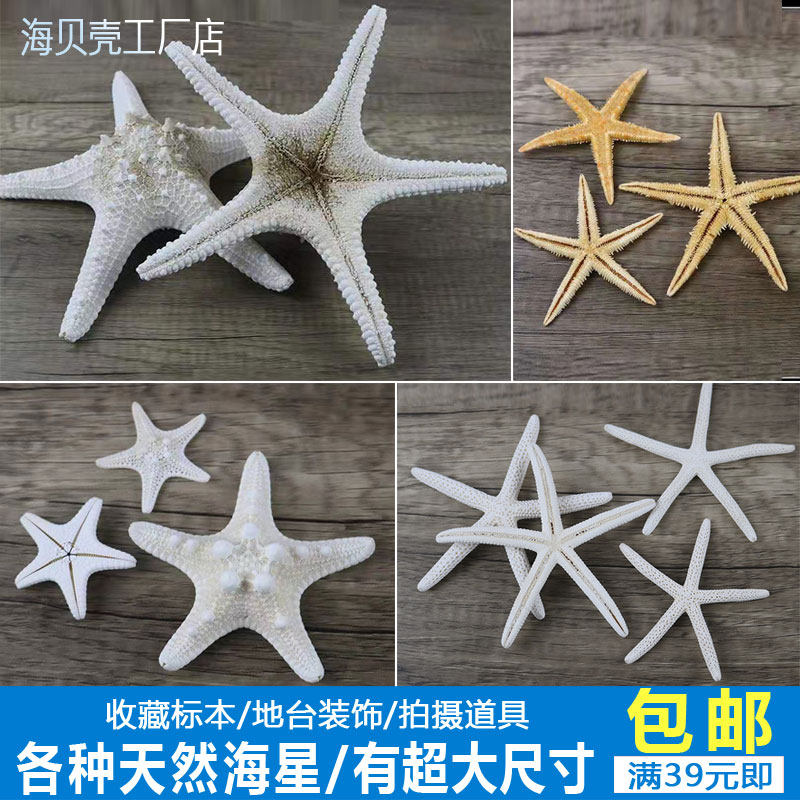Supermassive Sea Star Specimen Natural Small SeaStar Mini Sea Star Decoration Pendant Mediterranean Terrace shop window shooting props-Taobao