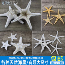 Étoile de mer Supermassive Specimen Natural Small SeaStar Mini Sea Star Décoration Pendentif Méditerranéen de la terrasse