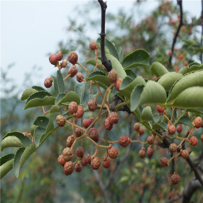 Pure Zanthoxylum bungeanum Wild Zanthoxylum bungeanum Fragrant Zanthoxylum bungeanum Seed Fresh Zanthoxylum bungeanum Zanthoxylum bungeanum