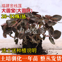 Clematis soil cultivation domestication One-year seedling non-bottle seedling Fujian Nanjing big round leaf fresh fresh products whole cluster delivery