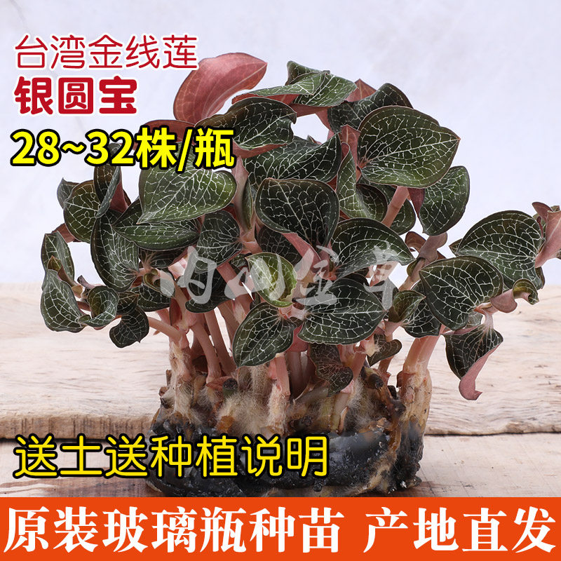 Taiwan's golden thread lotus seed Miao collection of fresh fresh products Potted plant seed Non-Fujian Nanjing with bottle shipped to earth