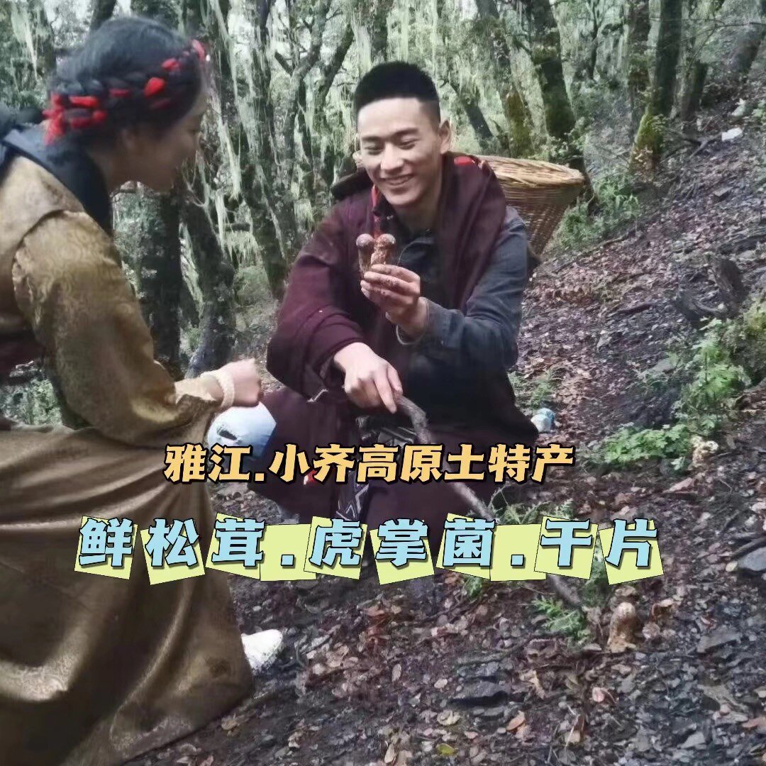 雅江小齐野生菌