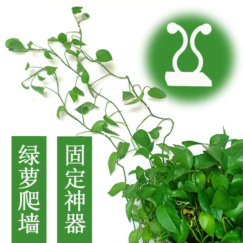 Green Loo Climbing Wall Fixer Snappers Without Mark clips Home Green Planted Vine fixer wall Climbing Hooks-Taobao