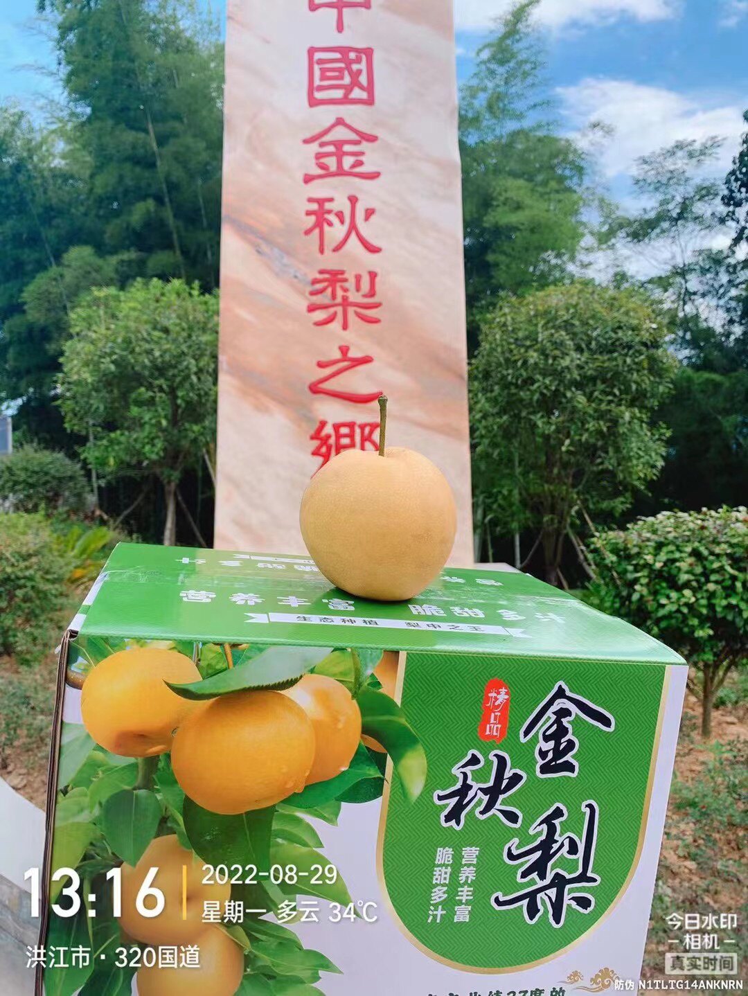 原产地梨王金秋梨小店
